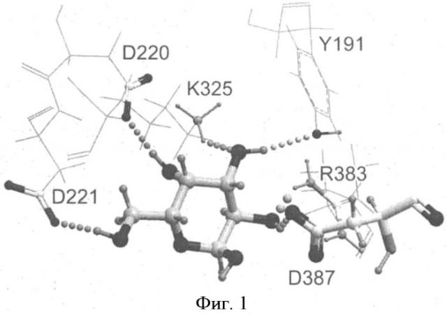 Альфа-d-галактозидазы, обладающие измененной региоспецифичностью, и способ их получения (патент 2507260)