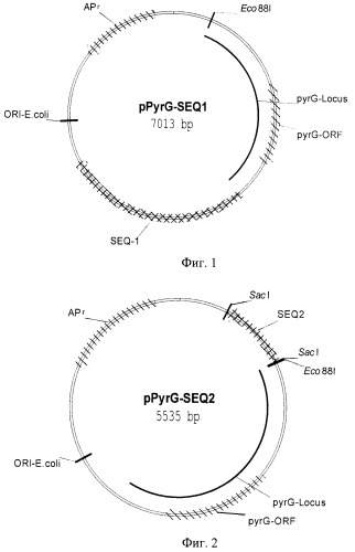 Генетическая конструкция для получения стабильных трансформантов грибов рода rhizopus (патент 2439157)