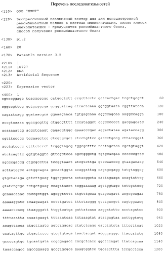 Экспрессионный плазмидный вектор моноцистронной экспрессии рекомбинантных белков в клетках млекопитающих, линия клеток млекопитающих-продуцентов рекомбинантного белка, способ получения рекомбинантного белка (патент 2552170)
