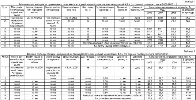 Способ создания долговременных плантаций кандыма голова медузы calligonum caput - medusae schrenk (патент 2368112)