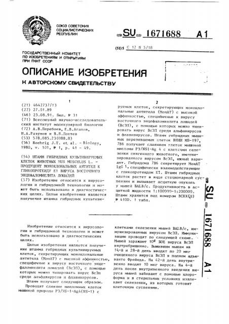 Штамм гибридных культивируемых клеток животных mus мusсulus l. - продуцент моноклональных антител к гликопротеиду е1 вируса восточного энцефаломиелита лошадей (патент 1671688)