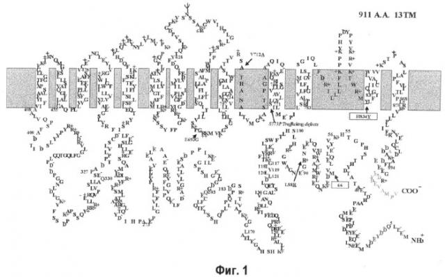 Клетка для получения гетеропротеинов и способ получения на ее основе (патент 2494148)