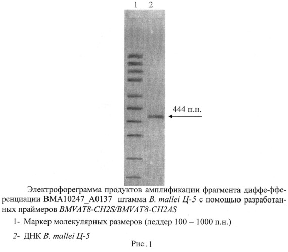 Олигонуклеотидные праймеры для генотипирования b. mallei методом полимеразной цепной реакции (патент 2474619)