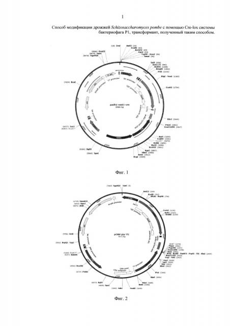 Способ модификации дрожжей schizosaccharomyces pombe с помощью cre-lox системы бактериофага р1, трансформант, полученный таким способом, и способ микробиологического синтеза молочной кислоты (патент 2652877)