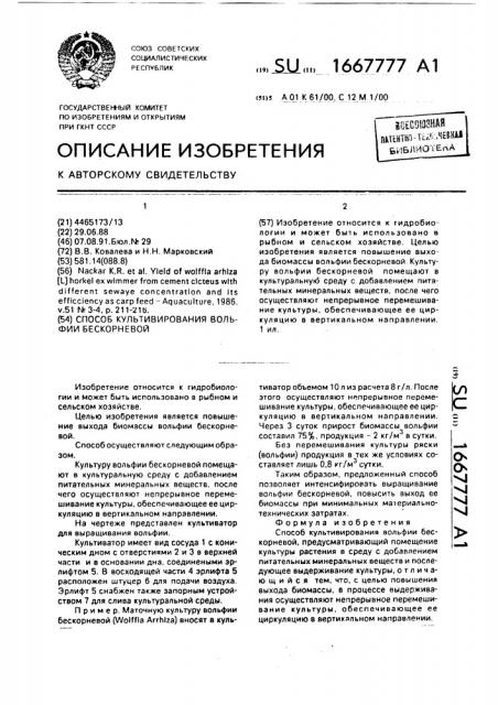 Способ культивирования вольфии бескорневой (патент 1667777)