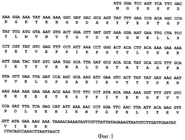 Рекомбинантная плазмидная днк, содержащая последовательность зрелой стафилокиназы staphylococcus aureus с заменами кодонов k74, e75 и r77 на триплеты, кодирующие ala, штамм escherichia coli mz09 и способ получения рекомбинантного белка, содержащего последовательность гена зрелой стафилокиназы с заменами кодонов k74, e75 и r77 на триплеты, кодирующие ala (патент 2422153)