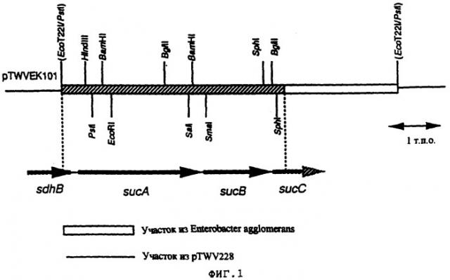 Способ получения l-глутаминовой кислоты (патент 2282662)