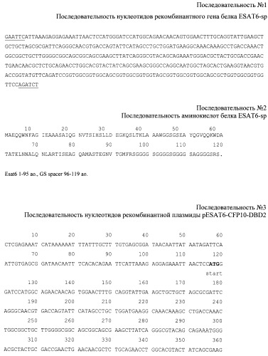 Рекомбинантная плазмида pesat6-cfp10-dbd, рекомбинантный штамм escherichia coli m15 [prep4, pesat6-cfp10-dbd], способ получения, иммобилизации, концентрирования и очистки рекомбинантного белка esat6-cfp10-dbd на декстране, рекомбинантный белок esat6-cfp10-dbd и иммуногенная композиция, содержащая белок esat6-cfp10-dbd (патент 2539026)