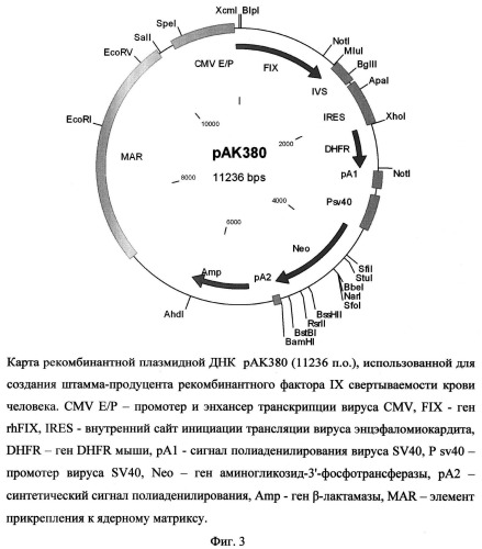 Рекомбинантная плазмидная днк рак380, кодирующая полипептид рекомбинантного фактора iх свертываемости крови человека, линия клеток cricetulus griseus cho 1e6 - продуцент рекомбинантного фактора iх свертываемости крови человека и способ получения полипептида, обладающего активностью рекомбинантного фактора iх (патент 2500816)