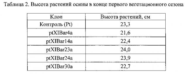 Трансгенное растение осины, устойчивое к гербицидам (патент 2627189)