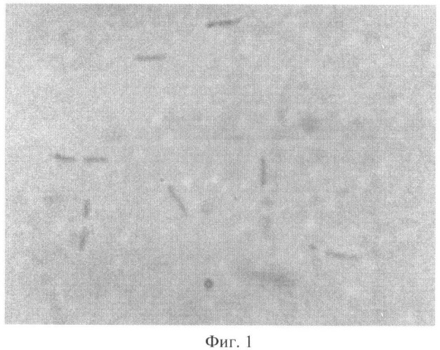 Штамм lactobacillus fermentum ts3-06, используемый для изготовления бактериальных препаратов и производства жидкой молочнокислой закваски в качестве продукта питания лечебно-профилактического назначения (патент 2391395)