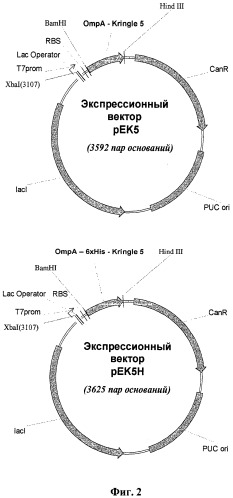 Способ получения рекомбинантного антиангиогенного полипептида (патент 2488635)
