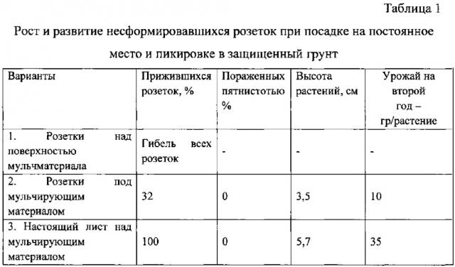 Способ закладки промышленной плантации земляники (патент 2624225)