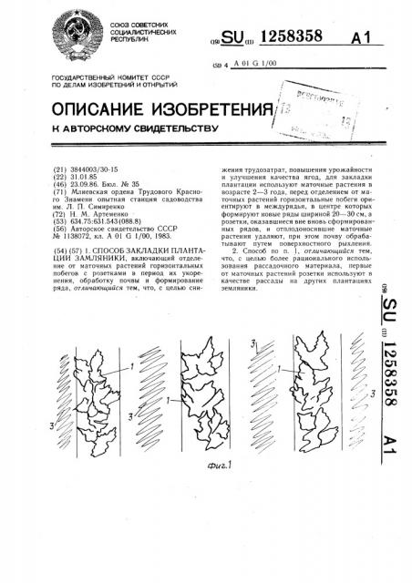 Способ закладки плантации земляники (патент 1258358)