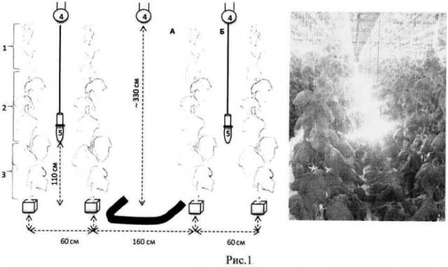 Способ повышения продуктивности и рентабельности выращивания огурца в условиях защищенного грунта на севере (патент 2490868)