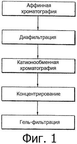 Способ очистки интерферона бета человека (патент 2346002)