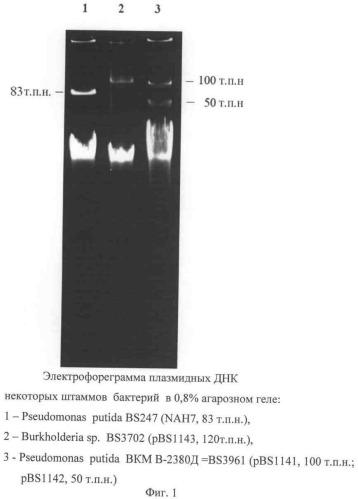 Штамм бактерий pseudomonas putida, продуцирующий поверхностно-активные вещества, для деградации полициклических ароматических углеводородов и углеводородов нефти (патент 2344170)