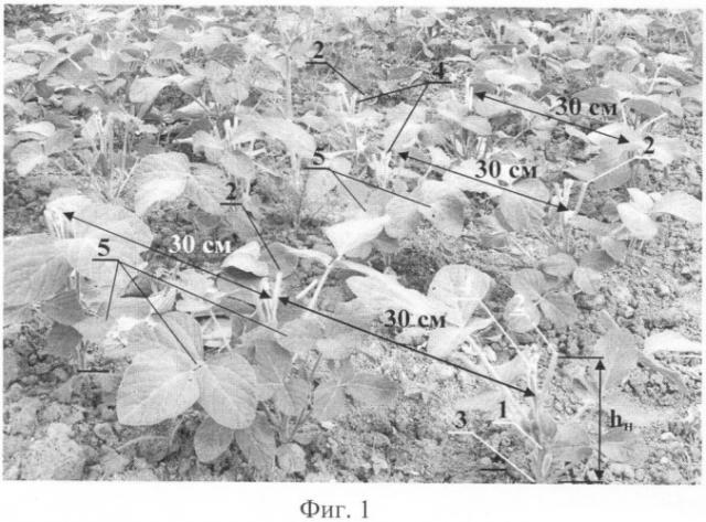 Способ агротехнической мелиорации посевов сои (патент 2402187)