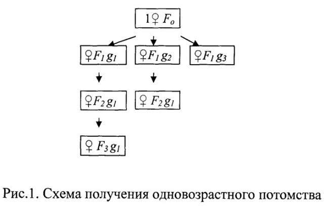 Способ оценки генотоксичности водных сред (патент 2478582)