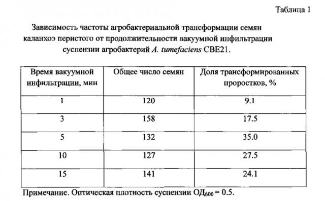 Способ получения безмаркерных трансгенных растений каланхоэ перистого, экспрессирующих ген цекропина р1 (патент 2624042)