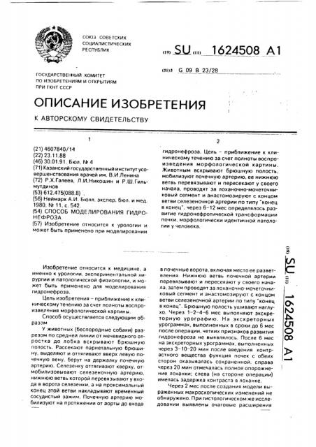 Способ моделирования гидронефроза (патент 1624508)