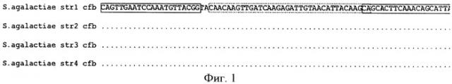 Тест-система для количественного определения streptococcus agalactiae в биологическом материале (патент 2435853)