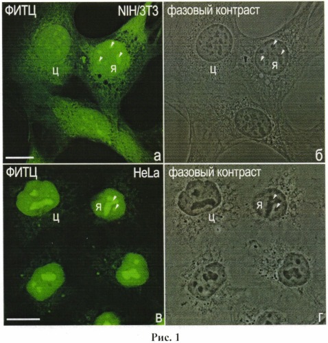 Способ выявления белков в разных типах клеток млекопитающих и человека с помощью флуоресцеин-5-изотиоцианата на микроскопическом уровне (патент 2547594)