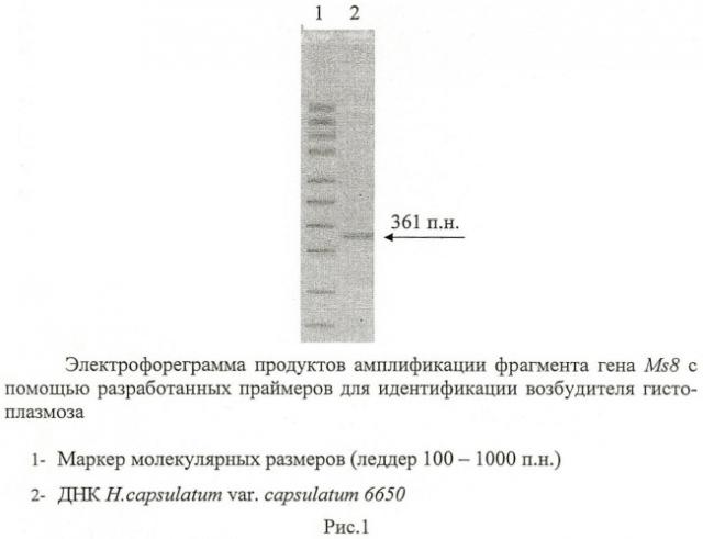 Олигонуклеотидные праймеры для идентификации возбудителя гистоплазмоза histoplasma capsulatum (патент 2464318)