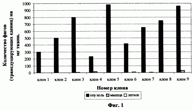 Опухоль-адресованный пептид (патент 2265027)