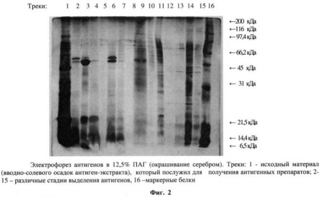 Способ получения антигена из micobacterium tuberculosis (патент 2390559)