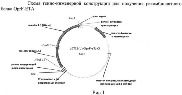 Рекомбинантная плазмидная днк ppa-oprf-eta, кодирующая синтез рекомбинантного белка oprf-eta pseudomonas aeruginosa, штамм escherichia coli pa-oprf-eta - продуцент рекомбинантного белка oprf-eta pseudomonas aeruginosa и способ получения рекомбинантного белка oprf-eta pseudomonas aeruginosa (патент 2529359)