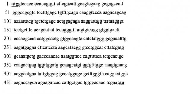 Штамм escherichia coli bl21(de3)gold/petmin-cypa - продуцент рекомбинантного циклофилина а человека (патент 2557305)