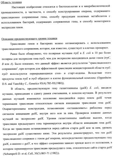 Способ конструирования оперонов, содержащих трансляционно сопряженные гены (патент 2411292)