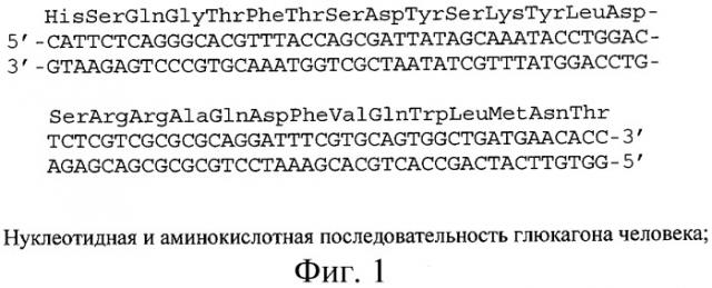 Способ получения генно-инженерного глюкагона человека, рекомбинантная плазмидная днк per-gl, кодирующая гибридный белок, способный к автокаталитическому расщеплению с образованием глюкагона человека, и штамм escherichia coli er-2566/per-gl - продуцент указанного белка (патент 2302465)