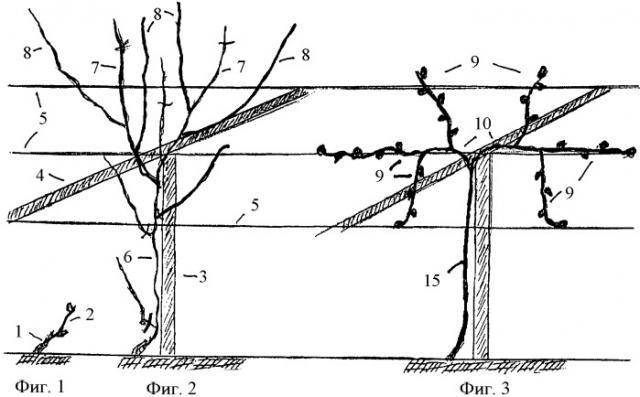 Способ ведения виноградных кустов (патент 2442317)
