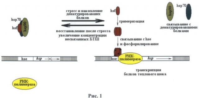 Вектор экспрессии для трансгенного введения в клетки и ткани млекопитающих с регулируемым невирусным промотором (патент 2495128)