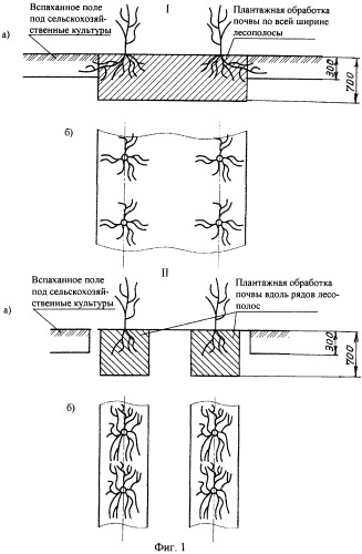 Способ создания полезащитных лесных полос (патент 2341073)