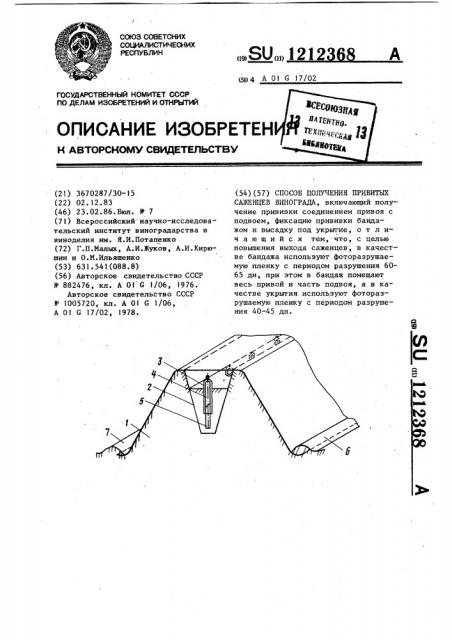 Способ получения привитых саженцев винограда (патент 1212368)