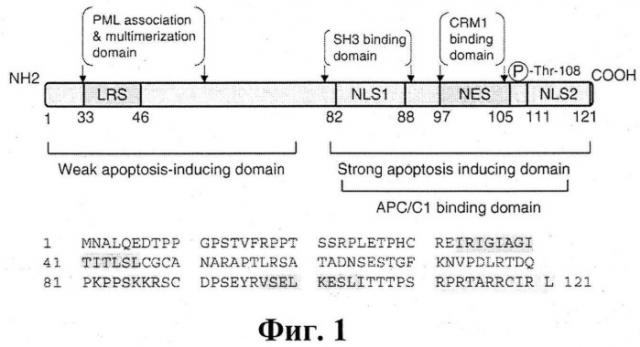 Рекомбинантная плазмидная днк pcdna4-apo-2nls2, несущая синтетический ген белка апоптина, индуцирующего p53 независимый апоптоз опухолевых клеток (патент 2541777)