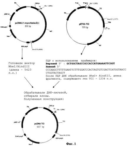 Рекомбинантная плазмидная днк pcdna-tci, обеспечивающая экспрессию искусственного гена tci в клетках эукариот, и рекомбинантный аттенуированный штамм бактерий salmonella enteritidis e-23/pcdna-tci как кандидат для конструирования живой днк-вакцины против вируса иммунодефицита человека (патент 2248396)