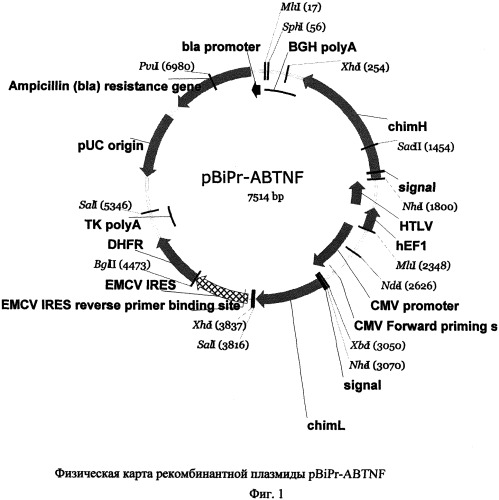 Рекомбинантная плазмидная днк, кодирующая химерное антитело против фактора некроза опухоли-альфа человека, линия экуариотических клеток-продуцент химерного антитела и способ получения химерного антитела (патент 2555533)