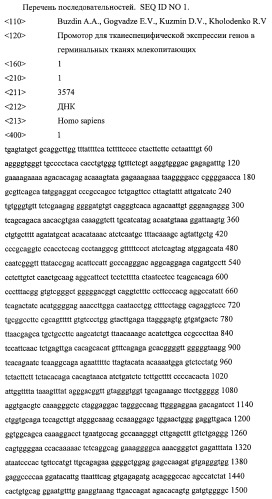 Промотор для тканеспецифической экспрессии генов в герминальных тканях млекопитающих (патент 2459870)