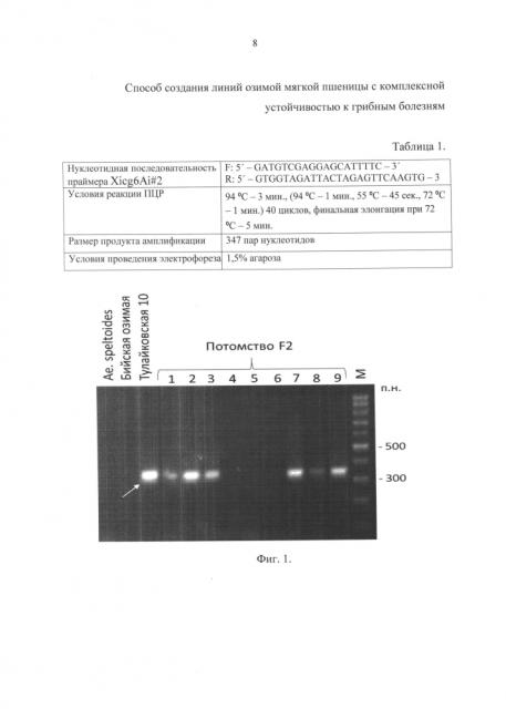 Способ создания линий озимой мягкой пшеницы с комплексной устойчивостью к бурой и стеблевой ржавчине и мучнистой росе (патент 2598275)