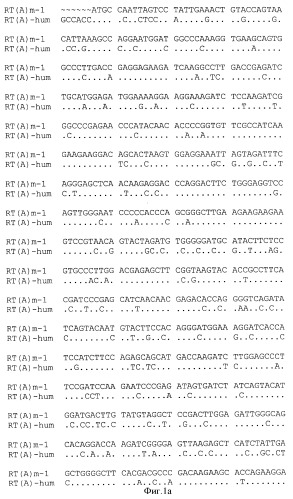 Рекомбинантная плазмидная днк pbmc-rt(а)-hum для экспрессии белка обратной транскриптазы вируса иммунодефицита человека (патент 2355764)