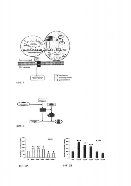 Бифункциональный пептид (патент 2639573)