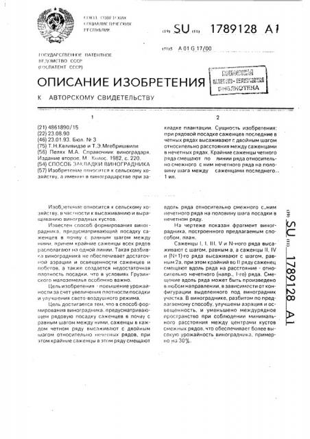 Способ закладки виноградника (патент 1789128)