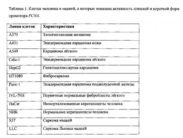 Универсальный промотор для экспрессии терапевтических генов в клетках млекопитающих (патент 2551784)