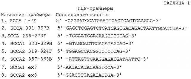 Слитый транскрипт реаранжированных генов scca1 и scca2, кодирующая его последовательность днк и экспрессирующая плазмида (варианты) (патент 2288269)