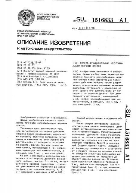 Способ функциональной идентификации нервных клеток (патент 1516833)
