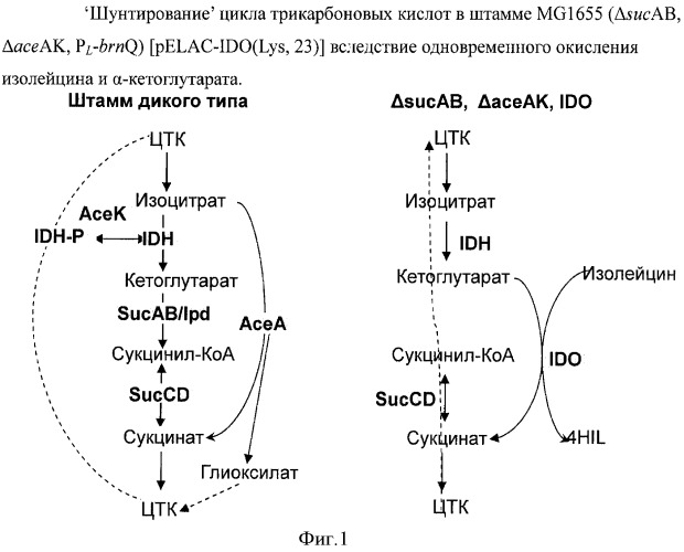 Бактерия - продуцент продукта реакции, катализируемой белком, обладающим активностью 2-оксоглутарат-зависимого фермента, и способ продукции указанного продукта (патент 2444568)